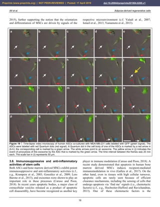 Alt et al. Adipose-derived regenerative cells
16
2015), further supporting the notion that the orientation
and differentiation of MSCs are driven by signals of the
respective microenvironment (c.f. Valadi et al., 2007;
Ismail et al., 2013; Yamamoto et al., 2013).
Figure 19  Time-lapse video microscopy of human ASCs co-cultured with MDA-MB-231 cells labeled with GFP (green signal). The
ASCs were labeled with red Quantum dots (red signal). A Quantum dot in the cell body of one of the ASCs is marked by a red arrow in
(b-h); the corresponding cell is marked by a green arrow. The white arrows point to an exosome. The yellow arrow in (j) indicates the
event of pinocytosis of this exosome by the ASC that is marked by the green arrow. The time interval between the frames was 20 min
each. The scale bar in (t) represents 50 µm.
3.8. Immunosuppressive and anti-inflammatory
activities of stem cells
Both ASCs and bone marrow derived MSCs exhibit potent
immunosuppressive and anti-inflammatory activities (c.f.,
e.g., Krampera et al., 2003; González et al., 2009; Leto
Barone et al., 2013), and exosomes were shown to play an
important role in these processes (Caruso and Poon,
2018). In recent years apoptotic bodies, a major class of
extracellular vesicles released as a product of apoptotic
cell disassembly, have become recognized as another key
player in immune modulation (Caruso and Poon, 2018). A
recent study demonstrated that apoptosis in human bone
marrow derived MSCs induces recipient-mediated
immunomodulation in vivo (Galleu et al., 2017). On the
other hand, even in tissues with high cellular turnover,
apoptotic cells are rarely seen because of efficient
clearance mechanisms, including the sensing of cells that
undergo apoptosis via ‘find me’ signals (i.e., chemotactic
factors) (c.f., e.g., Hochreiter-Hufford and Ravichandran,
2013). One of these chemotactic factors is the
Preprints (www.preprints.org) | NOT PEER-REVIEWED | Posted: 17 April 2019 doi:10.20944/preprints201904.0200.v1
 