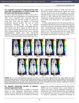 Alt et al. Adipose-derived regenerative cells
20
4.3. Long-term survival of adipose-derived stem
cells after transplantation in animal models into
the heart and subcutaneous locations
In order to study the capacity of ASCs to survive for a
long time at the site of engraftment, we transfected human
ASCs with a lentiviral vector expressing GFP and
luciferase (when the luciferase enzyme is expressed in
living cells, these cells are capable of converting
systemically injected luciferin dye into an active
luminescent fluorophor that can be detected
noninvasively; e.g., de Almeida, van Rappard and Wu,
2011; Scarfe et al., 2017). Figures 22 and 23 show the
time course of luciferin positive human ASCs that were
either intramyocardially delivered into severe combined
immunodeficient (SCID) mice after experimental
induction of myocardial infarction by permanent ligation
of the left anterior descending coronary artery (Fig. 22), or
into a subcutaneous location of SCID mice (Fig. 23),
respectively. Strong bioluminescence signals were found
over the injection sites at all investigated time points
(indicated in Figs 22 and 23), demonstrating the long-term
survival of ASCs delivered into injured hearts or at
subcutaneous locations, respectively. At no other location
of the body of the SCID mice a cell engraftment was
detected.
To better understand the fate of the delivered ASCs, we
investigated subcutaneous tissue harvested at the injection
site at four weeks after subcutaneous application of human
ASCs. Immunofluorescent detection of von Willebrand
factor (red signal in Fig. 23h) and Lamin A/C (green
signal in Fig. 23h) demonstrated that the human ASCs
delivered into a subcutaneous location of a SCID mouse
participated in the formation of new blood vessels.
FIGURE 22  In vivo bioluminescence imaging over time of 5×105 human adipose-derived stem cells (ASCs) that were
intramyocardially delivered into SCID mice after experimental induction of myocardial infarction by permanent ligation of the left anterior
descending coronary artery. The ASCs were transfected with a lentiviral vector expressing green fluorescent protein and luciferase.
Strong bioluminescence signals were found over the heart region at all investigated time points (arrows), indicating the long-term
survival of delivered ASCs in injured hearts (modified from Bai et al., 2011).
4.4. Specific therapeutic benefits of adipose-
derived regenerative cells
One of the most striking features of ADRCs in cell-based
therapy is their pluripotent differentiation potential
without any prior manipulation, genetic alteration or the
need for culturing. Also, the use of ADRCs in cell-based
therapies has a number of additional benefits. Specifically,
ADRCs can be (i) obtained from a small amount of
adipose tissue when using the appropriate technology for
isolating the cells; and (ii) harvested from and re-applied
to the same patient at the point of care without the need
for expensive equipment, complicated processing or
Preprints (www.preprints.org) | NOT PEER-REVIEWED | Posted: 17 April 2019 doi:10.20944/preprints201904.0200.v1
 