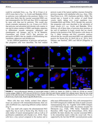 Alt et al. Adipose-derived regenerative cells
7
could be concluded from, e.g., Fig. 1B in Crisan et al.
(2012) (note that in Fig. 1 in Avolio and Madeddu (2016)
no pericytes were indicated at this position). Rather, it is
much more likely that the vascular associated MSCs are
also immunopositive for NG2 and, thus, NG2 is expressed
by more cells than just by pericytes. This would also
clearly contradict statements by, e.g., Crisan et al. (2012)
that pericytes and adventitial perivascular cells express in
situ and in culture markers of MSCs and display capacities
to differentiate towards osteogenic, adipogenic and
chondrogenic cell lineages, and by Sá da Bandeira,
Casamitjana and Crisan (2017) that pericytes are
precursors of MSCs that are capable of differentiating into
osteoblasts, adipocytes and chondrocytes.
In fact, different populations of pericytes and pericyte-
like progenitor cells were described. The best studied
pericyte is part of the typical capillary structure formed by
pericytes together with endothelial cells (e.g., Sims, 1986;
Diaz-Flores et al., 1991; Guillemin and Brew, 2004). The
second type is located at the surface of small blood
vessels, partly taking over vessel regulation (e.g.,
Fernández-Klett and Priller, 2015). Besides this, pericyte-
like progenitor cells were described in the adventitia of
larger vessels (c.f., e.g., Avolio and Madeddu, 2016).
However, all of these types of pericytes have positions in
the wall of capillaries or larger vessels that are clearly
distinct to the position of the NG2-positive cells shown in
Fig. 5. Other stainings and flow cytometric analyses
showed that the vascular associated MSCs are additionally
positive for Nestin (Fig. 6), Oct4 (Alt et al., 2011), Sca1
(Holmes and Stanford, 2007) and SSEA4 (D'Ippolito et
al., 2006).
FIGURE 6  Immunofluorescent detection of neuron-glial antigen 2 (NG2) (a), Nestin (b), CD29 (c), CD44 (d), CD146 (e), smooth
muscle antigen (SMA) (f), CD73 (g) and CD105 (h) in human cells that were freshly isolated from adipose tissue. Note the very small
cytosol of the cells that were immunopositive for NG2, Nestin and CD29 (a-c). The scale bar represents 20 µm in (a,e,f), 40 µm in (b),
26 µm in (c), 15 µm in (d), 18 µm in (g) and 36 µm in (h).
When cells that were freshly isolated from adipose
tissue are analyzed with immunohistochemistry there are
cells of different size, expressing different surface markers
(Fig. 6).
The very small cells express the aforementioned NG2
signal (Fig. 6a) as well as Nestin (Fig. 6b). Nestin is an
early marker of neural stem/progenitor cells as well as of
proliferative endothelial cells (Suzuki et al., 2010). These
cells have a tiny cytosol compared to the nucleus and to
other more differentiated cells. Also, cells immunopositive
for CD29 (integrin β1) exhibit this kind of small cytosolic
immunostaining (Fig. 6c). Together with CD49e (integrin
α-5) CD29 forms integrin α5β1, the primary receptor for
fibronectin (e.g., Clark, 1990; Serini, Valdembri and
Bussolino, 2006; Vega and Schwarzbauer, 2016). Most
probably the latter attaches the vascular associated MSCs
to the extracellular matrix within the vessel wall. This is
supported by the fact that SPARC (secreted protein acidic
Preprints (www.preprints.org) | NOT PEER-REVIEWED | Posted: 17 April 2019 doi:10.20944/preprints201904.0200.v1
 