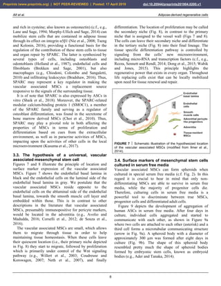 Alt et al. Adipose-derived regenerative cells
8
and rich in cysteine; also known as osteonectin) (c.f., e.g.,
Lane and Sage, 1994; Murphy-Ullich and Sage, 2014) can
mobilize stem cells that are contained in adipose tissue
through its effect on integrin α5β1 (Nie et al., 2008; Tseng
and Kolonin, 2016), providing a functional basis for the
regulation of the contribution of these stem cells to tissue
and organ repair by SPARC. The latter is synthesized by
several types of cells, including osteoblasts and
odontoblasts (Holland et al., 1987), endothelial cells and
fibroblasts (Brekken and Sage, 2001), but also
macrophages (e.g., Chiodoni, Colombo and Sangaletti,
2010) and infiltrating leukocytes (Bradshaw, 2016). Thus,
SPARC may represent a key regulator in making the
vascular associated MSCs a replacement source
responsive to the signals of the surrounding tissue.
It is of note that SPARC is also expressed by ASCs in
vitro (Shaik et al., 2018). Moreover, the SPARC-related
modular calcium-binding protein 1 (SMOC1), a member
of the SPARC family and serving as a regulator of
osteoblast differentiation, was found in the secretome of
bone marrow derived MSCs (Choi et al., 2010). Thus,
SPARC may play a pivotal role in both affecting the
properties of MSCs in terms of proliferation and
differentiation based on cues from the extracellular
environment, as well as in paracrine activities of MSCs,
impacting upon the activities of other cells in the local
microenvironment (Kusuma et al., 2017).
3.3. The hypothesis of a universal, vascular
associated mesenchymal stem cell
Figures 7 and 8 illustrate the principle of location and
surface marker expression of the vascular associated
MSCs. Figure 7 shows the endothelial basal lamina in
black and the endothelial cells on the luminal side of the
endothelial basal lamina in gray. We postulate that the
vascular associated MSCs reside opposite to the
endothelial cells on the abluminal side of the endothelial
basal lamina, towards the smooth muscle cell layer and
embedded within those. This is in contrast to other
descriptions in the literature that vascular associated
MSCs, presumably immunopositive for pericyte markers,
would be located in the adventitia (e.g., Avolio and
Madudda, 2016; Corselli et al., 2012; de Souza et al.,
2016).
The vascular associated MSCs are small, which allows
them to migrate through tissue in order to help
maintaining tissue homeostasis. When these cells leave
their quiescent location (i.e., their primary niche depicted
in Fig. 8) they start to migrate, followed by proliferation
which is primarily under control of the Wnt signaling
pathway (e.g., Willert et al., 2003; Coudreuse and
Korswagen, 2007; Neth et al., 2007), and finally
differentiation. The location of proliferation may be called
the secondary niche (Fig. 8), in contrast to the primary
niche that is assigned to the vessel wall (Figs 7 and 8).
The cells can leave their secondary niche and differentiate
in the tertiary niche (Fig. 8) into their final lineage. The
tissue specific differentiation pathway is controlled by
signaling from the cells’ new microenvironment,
including micro-RNA and transcription factors (c.f., e.g.,
Rezza, Sennett and Rendl, 2014; Dong et al., 2015; Wabik
and Jones, 2015). This principle highlights the
regenerative power that exists in every organ. Throughout
life replacing cells exist that can be locally mobilized
upon need for tissue renewal and repair.
FIGURE 7  Schematic illustration of the hypothesized location
of the vascular associated MSCs (modified from Ilmer et al.,
2014).
3.4. Surface markers of mesenchymal stem cells
cultured in serum free media
Vascular associated MSCs can form spheroids when
cultured in special serum free media (c.f. Fig. 2). In this
regard it is crucial to bear in mind that only non-
differentiating MSCs are able to survive in serum free
media, while the majority of progenitor cells die.
Therefore, culturing cells in serum free media is a
powerful tool to discriminate between true MSCs,
progenitor cells and differentiated adult cells.
Figure 9 depicts the development of aggregation of
human ASCs in serum free media. After four days in
culture, individual cells aggregated and started to
communicate with each other, as shown in Figure 9a
where two cells are attached to each other (asterisk) and a
third cell forms a microtubular communicating structure
(arrow in Fig. 9a). A spheroid body with a diameter of
approximately 300 µm was formed after eight days in
culture (Fig. 9b). The shape of this spheroid body
resembled pretty much the shape of spheroid bodies
formed by embryonic stem cells, known as embryoid
bodies (e.g., Ader and Tanaka, 2014).
Preprints (www.preprints.org) | NOT PEER-REVIEWED | Posted: 17 April 2019 doi:10.20944/preprints201904.0200.v1
 
