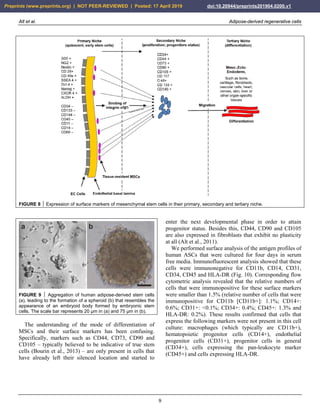 Alt et al. Adipose-derived regenerative cells
9
FIGURE 8  Expression of surface markers of mesenchymal stem cells in their primary, secondary and tertiary niche.
FIGURE 9  Aggregation of human adipose-derived stem cells
(a), leading to the formation of a spheroid (b) that resembles the
appearance of an embryoid body formed by embryonic stem
cells. The scale bar represents 20 µm in (a) and 75 µm in (b).
The understanding of the mode of differentiation of
MSCs and their surface markers has been confusing.
Specifically, markers such as CD44, CD73, CD90 and
CD105 – typically believed to be indicative of true stem
cells (Bourin et al., 2013) – are only present in cells that
have already left their silenced location and started to
enter the next developmental phase in order to attain
progenitor status. Besides this, CD44, CD90 and CD105
are also expressed in fibroblasts that exhibit no plasticity
at all (Alt et al., 2011).
We performed surface analysis of the antigen profiles of
human ASCs that were cultured for four days in serum
free media. Immunofluorescent analysis showed that these
cells were immunonegative for CD11b, CD14, CD31,
CD34, CD45 and HLA-DR (Fig. 10). Corresponding flow
cytometric analysis revealed that the relative numbers of
cells that were immunopositive for these surface markers
were smaller than 1.5% (relative number of cells that were
immunopositive for CD11b [CD11b+]: 1.1%; CD14+:
0.6%; CD31+: <0.1%; CD34+: 0.4%; CD45+: 1.3% and
HLA-DR: 0.2%). These results confirmed that cells that
express the following markers were not present in this cell
culture: macrophages (which typically are CD11b+),
hematopoietic progenitor cells (CD14+), endothelial
progenitor cells (CD31+), progenitor cells in general
(CD34+), cells expressing the pan-leukocyte marker
(CD45+) and cells expressing HLA-DR.
Preprints (www.preprints.org) | NOT PEER-REVIEWED | Posted: 17 April 2019 doi:10.20944/preprints201904.0200.v1
 