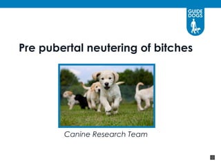Pre pubertal neutering of bitches




        Canine Research Team
 