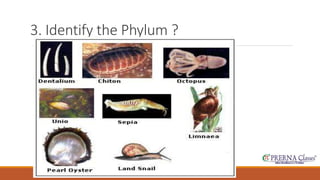 3. Identify the Phylum ? 
 
