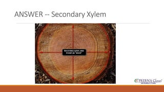 ANSWER -- Secondary Xylem 
 