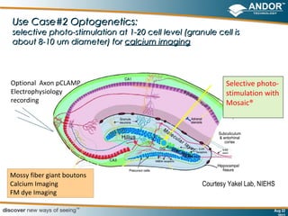 Use Case#2 Optogenetics:
selective photo-stimulation at 1-20 cell level (granule cell is
about 8-10 um diameter) for calcium imaging




Optional Axon pCLAMP                                        Selective photo-
Electrophysiology                                           stimulation with
recording                                                   Mosaic®




Mossy fiber giant boutons
Calcium Imaging                                     Courtesy Yakel Lab, NIEHS
FM dye Imaging
                                                                          22
                                                                               Aug 22
 