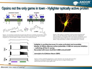 Opsins not the only game in town - Hylighter optically active protein




Figure 1. An ionotropic glutamate receptor (top left) and a synthetic photoswitch called             Figure 2. MIP image of overlayed confocal stacks HyLighter:GFP
Maleimide-Azobenzene-Glutamate (MAG; bottom) is the basis for the light-controlled                   with non-specific tdTomatoe. Note the cell shows widespread
HyLighter ion channel (right). Images courtesy of Dr.Harald Janovjak.                                (yellow) presence of HyLighter GFP in the plasma membrane, which
                                                                                                     can be used to silence the neuron when pulse illuminated with
                                                                                                     390nm. Pulse illumination at 500nm inactivates the K+ channel.




                                                               Hylighter is exciting because it is pulse activated and reversible.
                                                               Mosaic @ 390nm silences action potentials, @ 500 nm removes inhibition
                                                               – switching off the K+ pump.
                                                               Recorded with Axon AxoPatch 200B and pCLAMP

                                                               Janovjak et al (Nature Neuro 2009)


                                                               Figure 3. Action potentials triggered by current injections are robustly silenced when
                                                               HyLighter is activated by 390 nm light (violet bar) and no longer inhibited when
                                                               deactivated with 500 nm light (green bar).
 
