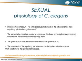 SEXUAL
            physiology of C. elegans

• Definition: Gubernaculum – “a schlerotic structure that aids in the extension of the male
  copulatory spicules through the cloaca”.

• The spicule is the nematode version of a penis and the cloaca is the single posterior opening
  which serves the reproductive and excretory tracts.

• The gubernaculum muscles control movements of the gubernaculum.

• The movements of the copulatory spicules are controlled by the protractor muscles,
which help to move the spicule into the cloaca.


http://www.wormbook.org/chapters/www_malematingbehavior/malematingbehavior.html

                                                                                                  28
 