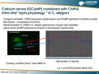 Calcium sensor (GCaMP) combined with ChRh2
Intra-vital “opto-physiology “ in C. elegans
Transgenic nematode - ChRh2 expressed in gubernaculum and GCaMP expressed in protractor muscles
Red channel – co-expression of mCherry
Optical stimulation of ChRh2 in C. elegans gubernaculum muscles (red) modulates
calcium levels (GcaMP fluorescence emission) in the protractor muscles (blue)




                                                    Total duration 21 seconds
  Courtesy Luis Rene Garcia, Texas A&M Uni
                                                      Liu Y. et al PLOS Genetics March 2011
                                                                                              29
 