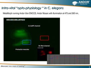 Intra-vital “opto-physiology “ in C. elegans
MetaMorph running Andor iXon EMCCD, Andor Mosaic with illumination at 470 and 560 nm,




                                                                                        30
 