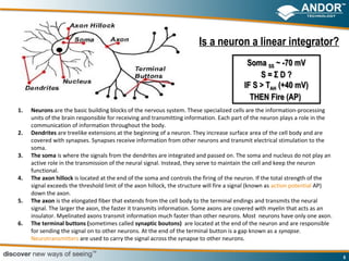 Is a neuron a linear integrator?
                                                                                          Soma SS ~ -70 mV
                                                                                          Soma SS
                                                                                              S=ΣD?
                                                                                         IF S > TAH (+40 mV)
                                                                                         IF S > TAH
                                                                                           THEN Fire (AP)
1.   Neurons are the basic building blocks of the nervous system. These specialized cells are the information-processing
     units of the brain responsible for receiving and transmitting information. Each part of the neuron plays a role in the
     communication of information throughout the body.
2.   Dendrites are treelike extensions at the beginning of a neuron. They increase surface area of the cell body and are
     covered with synapses. Synapses receive information from other neurons and transmit electrical stimulation to the
     soma.
3.   The soma is where the signals from the dendrites are integrated and passed on. The soma and nucleus do not play an
     active role in the transmission of the neural signal. Instead, they serve to maintain the cell and keep the neuron
     functional.
4.   The axon hillock is located at the end of the soma and controls the firing of the neuron. If the total strength of the
     signal exceeds the threshold limit of the axon hillock, the structure will fire a signal (known as action potential AP)
     down the axon.
5.   The axon is the elongated fiber that extends from the cell body to the terminal endings and transmits the neural
     signal. The larger the axon, the faster it transmits information. Some axons are covered with myelin that acts as an
     insulator. Myelinated axons transmit information much faster than other neurons. Most neurons have only one axon.
6.   The terminal buttons (sometimes called synaptic boutons) are located at the end of the neuron and are responsible
     for sending the signal on to other neurons. At the end of the terminal button is a gap known as a synapse.
     Neurotransmitters are used to carry the signal across the synapse to other neurons.

                                                                                                                               6
 