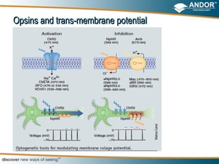 Opsins and trans-membrane potential
 