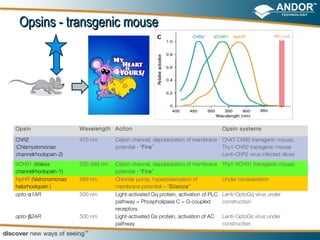 Opsins - transgenic mouse




Opsin                 Wavelength Action                                            Opsin systems

ChR2                  470 nm       Cation channel, depolarization of membrane ChAT-ChR2 transgenic mouse,
(Chlamydomonas                     potential - “Fire”                         Thy1-ChR2 transgenic mouse
channelrhodopsin-2)                                                           Lenti-ChR2 virus infected slices
VChR1 (Volvox         535-589 nm   Cation channel, depolarization of membrane      Thy1-VChR1 transgenic mouse
channelrhodopsin-1)                potential - “Fire”
NpHR (Natronomonas    589 nm       Chloride pump, hyperpolarization of             Under consideration
halorhodopsin )                    membrane potential – “Silence”
opto-α1AR             500 nm       Light-activated Gq protein, activation of PLC   Lenti-OptoGq virus under
                                   pathway – Phospholipase C – G-coupled           construction
                                   receptors
opto-β2AR             500 nm       Light-activated Gs protein, activation of AC    Lenti-OptoGs virus under
                                   pathway                                         construction
 