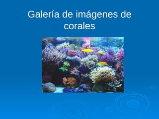 Galería de imágenes de corales 
