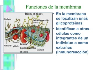 Funciones de la membrana
• En la membrana
se localizan unas
glicoproteínas
• Identifican a otras
células como
integrantes de un
individuo o como
extrañas
(inmunoreacción)

 