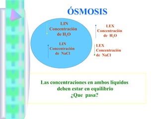 ÓSMOSIS
LIN
Concentración
de H2O

LEX
Concentración
de H2O

LIN
Concentración
de NaCl

LEX
Concentración
de NaCl

Las concentraciones en ambos líquidos
deben estar en equilibrio
¿Que pasa?

 