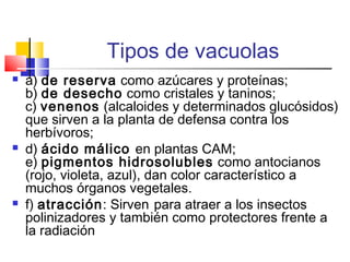Tipos de vacuolas






a) de reserva como azúcares y proteínas;
b) de desecho como cristales y taninos; 
c) venenos (alcaloides y determinados glucósidos)
que sirven a la planta de defensa contra los
herbívoros;
d) ácido málico en plantas CAM;
e) pigmentos hidrosolubles como antocianos
(rojo, violeta, azul), dan color característico a
muchos órganos vegetales.
f) atracción: Sirven para atraer a los insectos
polinizadores y también como protectores frente a
la radiación

 