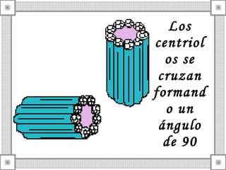 Los
centriol
os se
cruzan
formand
o un
ángulo
de 90

 