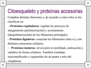 Citoesqueleto y proteínas accesorias
Cumplen distintas funciones y de acuerdo a estos roles se las
clasifican en:
- Proteínas reguladoras: regulan los procesos de
alargamiento (polimerización) y acortamiento
(despolimerización) de los filamentos principales.
- Proteínas ligadoras: conectan los filamentos entre si y con
distintas estructuras celulares
- Proteínas motoras: sirven para la motilidad, contracción y
cambios de forma celulares. También trasladan
macromoléculas y organoides de un punto a otro del
citoplasma.

 