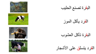 ‫الب‬‫ق‬‫رة‬‫تصنع‬‫الحليب‬
‫ال‬‫ق‬‫يأكل‬ ‫رد‬‫الموز‬
‫ال‬‫ق‬‫يتسل‬ ‫رد‬‫ق‬‫األشجار‬ ‫على‬
‫الب‬‫ق‬‫رة‬‫تأكل‬‫العش‬‫و‬‫ب‬
 