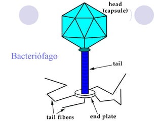 Bacteriófago

 