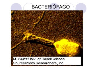 BACTERIÓFAGO

 