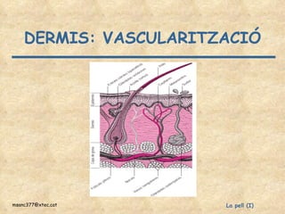 DERMIS: VASCULARITZACIÓ 