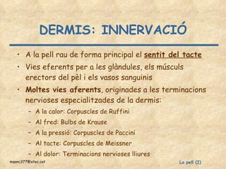 DERMIS: INNERVACIÓ A la pell rau de forma principal el  sentit del tacte Vies eferents per a les glàndules, els músculs erectors del pèl i els vasos sanguinis Moltes vies aferents , originades a les terminacions nervioses especialitzades de la dermis: A la calor: Corpuscles de Ruffini Al fred: Bulbs de Krause A la pressió: Corpuscles de Paccini Al tacte: Corpuscles de Meissner Al dolor: Terminacions nervioses lliures 