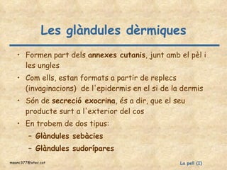 Les glàndules dèrmiques Formen part dels  annexes cutanis , junt amb el pèl i les ungles Com ells, estan formats a partir de replecs (invaginacions)  de l'epidermis en el si de la dermis Són de  secreció exocrina , és a dir, que el seu producte surt a l'exterior del cos En trobem de dos tipus: Glàndules sebàcies Glàndules sudorípares   