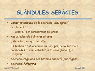 GLÀNDULES SEBÀCIES Característiques de la secreció: Sèu (greix) pH: Àcid Olor: Sí, per enranciment del greix Associades als fol·licles pilosos Estructura en got de raïm Es troben a tot arreu on hi hagi pèl, però són molt nombroses al cuir cabellut, a la cara (zonaT), a l'esquena... Secreció regulada pel sistema endocrí (andrògens) Secreció  holocrina 
