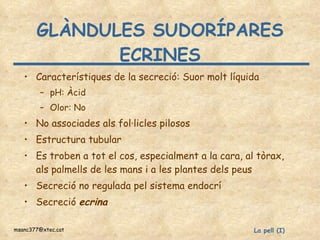GLÀNDULES SUDORÍPARES ECRINES Característiques de la secreció: Suor molt líquida pH: Àcid Olor: No No associades als fol·licles pilosos Estructura tubular Es troben a tot el cos, especialment a la cara, al tòrax, als palmells de les mans i a les plantes dels peus Secreció no regulada pel sistema endocrí  Secreció  ecrina 
