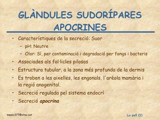 GLÀNDULES SUDORÍPARES APOCRINES Característiques de la secreció: Suor  pH: Neutre Olor: Sí, per contaminació i degradació per fongs i bacteris Associades als fol·licles pilosos Estructura tubular, a la zona més profunda de la dermis Es troben a les aixelles, les engonals, l'arèola mamària i la regió anogenital. Secreció regulada pel sistema endocrí  Secreció  apocrina 