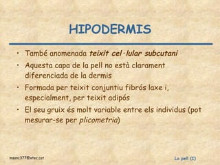 HIPODERMIS També anomenada  teixit cel·lular subcutani Aquesta capa de la pell no està clarament diferenciada de la dermis Formada per teixit conjuntiu fibrós laxe i, especialment, per teixit adipós El seu gruix és molt variable entre els individus (pot mesurar-se per  plicometria ) 