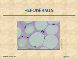 HIPODERMIS Teixit adipós by  akay 