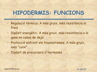 HIPODERMIS: FUNCIONS Regulació tèrmica: A més gruix, més resistència al fred Dipòsit energètic: A més gruix, més resistència a la gana en casos de dejú Protecció enfront els traumatismes: A més gruix, més “coixí”... Dipòsit de precursors d'hormones 
