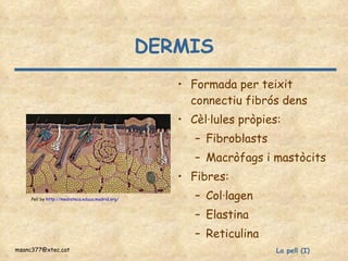 DERMIS Formada per teixit connectiu fibrós dens Cèl·lules pròpies: Fibroblasts Macròfags i mastòcits Fibres: Col·lagen Elastina Reticulina Pell by  http://mediateca.educa.madrid.org/ 