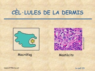 CÈL·LULES DE LA DERMIS Mastòcits by  euthman Macròfag Mastòcits 