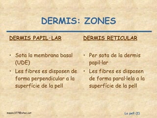 DERMIS: ZONES DERMIS PAPIL·LAR Sota la membrana basal (UDE) Les fibres es disposen de forma perpendicular a la superfície de la pell DERMIS RETICULAR Per sota de la dermis papil·lar Les fibres es disposen de forma paral·lela a la superfície de la pell 