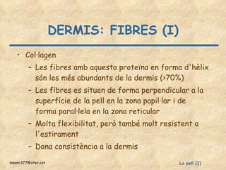 DERMIS: FIBRES (I) Col·lagen Les fibres amb aquesta proteïna en forma d'hèlix són les més abundants de la dermis (>70%) Les fibres es situen de forma perpendicular a la superfície de la pell en la zona papil·lar i de forma paral·lela en la zona reticular Molta flexibilitat, però també molt resistent a l'estirament Dona consistència a la dermis 
