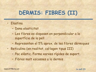 DERMIS: FIBRES (II) Elastina Dona elasticitat Les fibres es disposen en perpendicular a la superfície de la pell Representen el 5% aprox. de les fibres dèrmiques Reticulina (en realitat, col·lagen tipus III) Poc elàstic. Forma xarxes rígides de suport. Fibres molt escasses a la dermis 