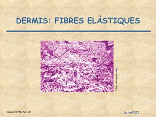 DERMIS: FIBRES ELÀSTIQUES Fibres elàstiques by  akay 