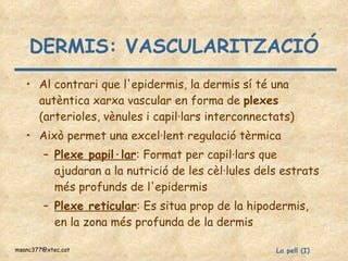 DERMIS: VASCULARITZACIÓ Al contrari que l'epidermis, la dermis sí té una autèntica xarxa vascular en forma de  plexes  (arterioles, vènules i capil·lars interconnectats) Això permet una excel·lent regulació tèrmica Plexe papil·lar : Format per capil·lars que ajudaran a la nutrició de les cèl·lules dels estrats més profunds de l'epidermis Plexe reticular : Es situa prop de la hipodermis, en la zona més profunda de la dermis 