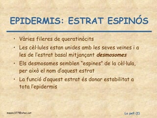 EPIDERMIS: ESTRAT ESPINÓS Vàries fileres de queratinòcits Les cèl·lules estan unides amb les seves veïnes i a les de l’estrat basal mitjançant  desmosomes Els desmosomes semblen “espines” de la cèl·lula, per això el nom d’aquest estrat La funció d’aquest estrat és donar estabilitat a tota l’epidermis 