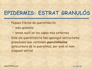 EPIDERMIS: ESTRAT GRANULÓS Poques fileres de queratinòcits: més aplanats sense nucli en les capes més externes Dins els queratinòcits han aparegut estructures granuloses que contenen  queratohialina  (precursora de la queratina), per això el nom d’aquest estrat 