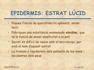 EPIDERMIS: ESTRAT LÚCID Poques fileres de queratinòcits aplanats, sense nucli Fabriquen una substància anomenada  eleidina,  que té la funció de donar elasticitat a la pell Sovint és difícil de veure amb el microscopi, per això el nom d’aquest estrat La trobem a l’epidermis dels palmells de les mans i les plantes dels peus 