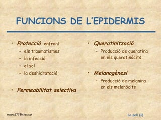 FUNCIONS DE L’EPIDERMIS Protecció   enfront els traumatismes la infecció el sol la deshidratació Permeabilitat selectiva Queratinització   Producció de queratina en els queratinòcits Melanogènesi Producció de melanina en els melanòcits 