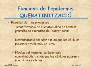 Funcions de l’epidermis QUERATINITZACIÓ Resultat de tres processos: Transformació de queratohialina de l’estrat granulós en queratina de l’estrat corni Deshidratació cel·lular a mida que les cèl·lules passen a nivells més externs Pèrdua del material cel·lular dels queratinòcits a mida que les cèl·lules passen a nivells més externs 