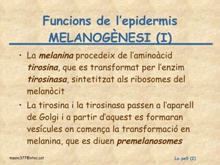 Funcions de l’epidermis MELANOGÈNESI (I) La  melanina  procedeix de l’aminoàcid  tirosina , que es transformat per l’enzim  tirosinasa , sintetitzat als ribosomes del melanòcit La tirosina i la tirosinasa passen a l’aparell de Golgi i a partir d’aquest es formaran vesícules on comença la transformació en melanina, que es diuen  premelanosomes 