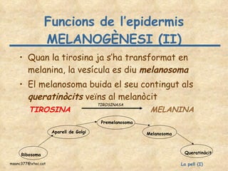 Funcions de l’epidermis MELANOGÈNESI (II) Quan la tirosina ja s’ha transformat en melanina, la vesícula es diu  melanosoma El melanosoma buida el seu contingut als  queratinòcits  veïns al melanòcit Ribosoma Aparell de Golgi Premelanosoma Melanosoma Queratinòcit TIROSINA MELANINA TIROSINASA 