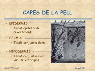 CAPES DE LA PELL EPIDERMIS Teixit epitelial de revestiment DERMIS Teixit conjuntiu dens HIPODERMIS Teixit conjuntiu més lax i teixit adipós  