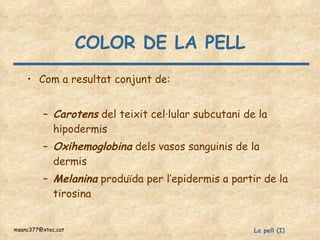 COLOR DE LA PELL Com a resultat conjunt de: Carotens  del teixit cel·lular subcutani de la hipodermis Oxihemoglobina  dels vasos sanguinis de la dermis Melanina  produïda per l’epidermis a partir de la tirosina 